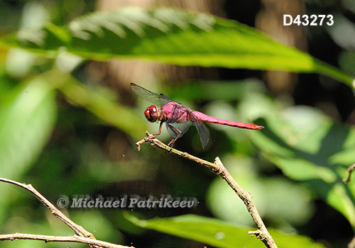 Carmine Skimmer (Orthemis discolor)